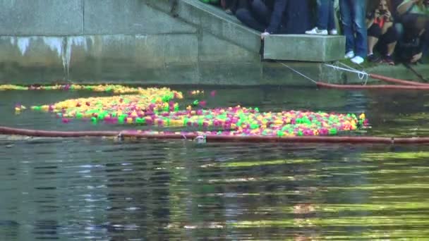 Jouet en caoutchouc canards flottant sur la rivière — Video