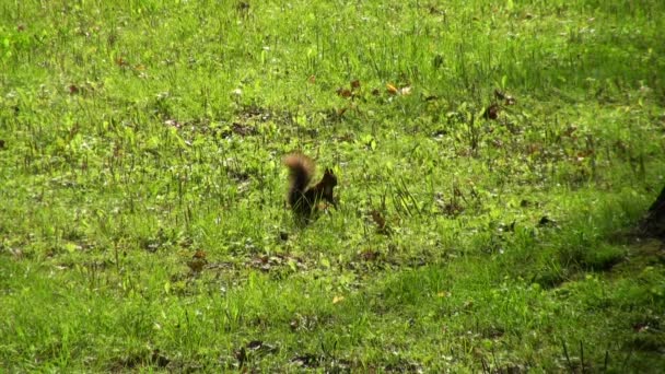 Écureuil courant sur l'herbe 