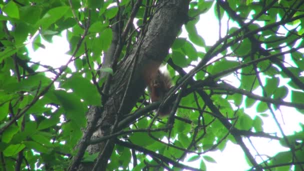 Scoiattolo seduto su un albero — Video Stock