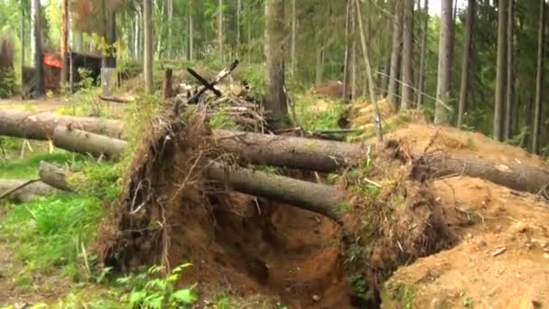 Militär, Schützengraben im Wald — Stockvideo