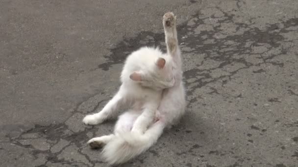 Chat blanc lèche ses pattes — Video