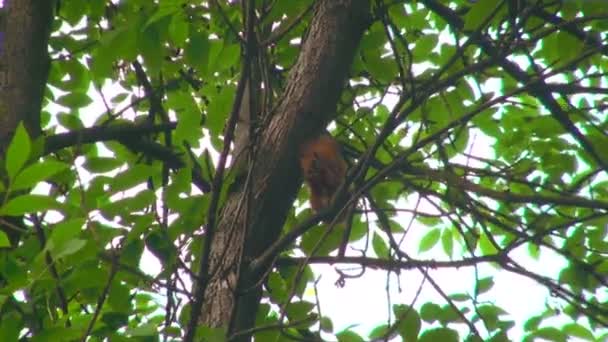 Eichhörnchen sitzt auf einem Baum — Stockvideo