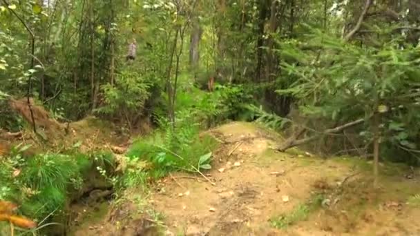 Forces militaires, tranchées dans la forêt 