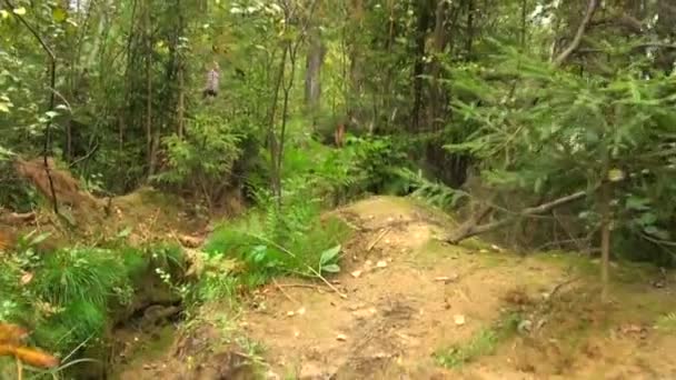 Fuerzas militares, trinchera en el bosque — Vídeo de stock