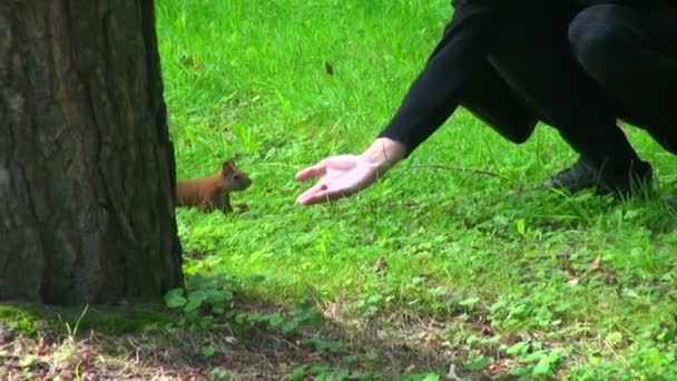 Alimentation de l'écureuil dans la forêt — Video