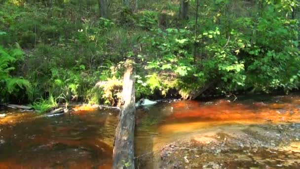 Vandring längs en berg flod — Stockvideo