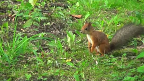 Eichhörnchen läuft auf Gras — Stockvideo