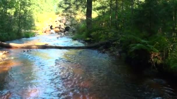 Caminhando ao longo de um rio de montanha — Vídeo de Stock