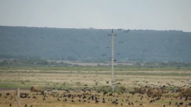 bir alan üzerinde uçan kuşlar sürüsü