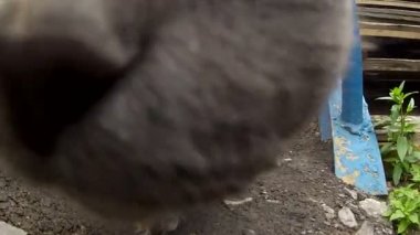 Gri kedi