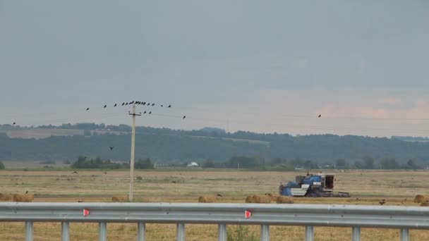 Combine-harvester in the field — Stock Video