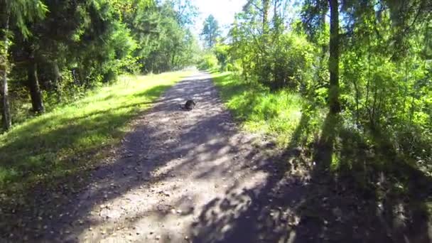 Estrada de terra — Vídeo de Stock