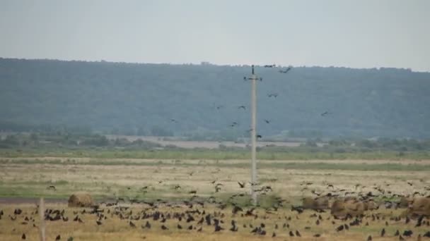 Stormo di uccelli che sorvolano un campo — Video Stock