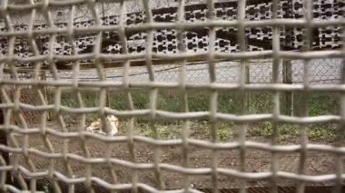 parmaklıklar arkasında köpek