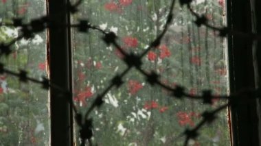 Champ de maïs à la récolte