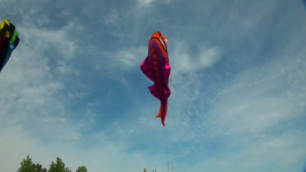 Kites in the sky — Stock Video