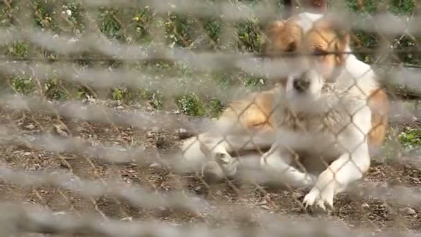 Um cão atrás das grades — Vídeo de Stock