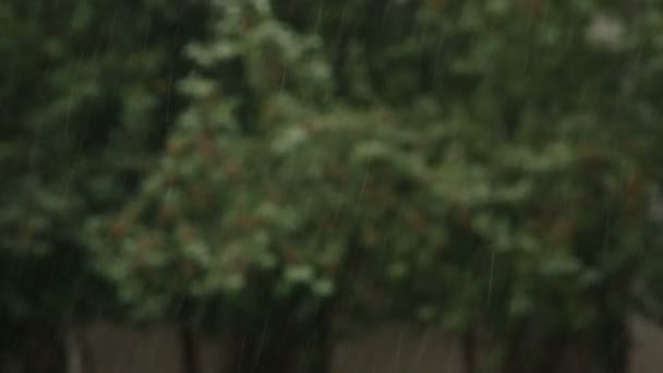 Rain falling — Stock Video