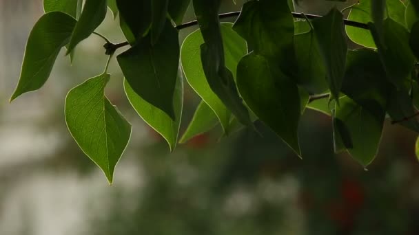 Feuilles de lilas 