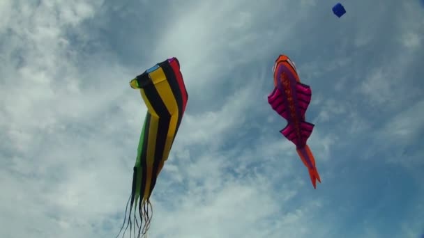 Kites in the sky — Stock Video