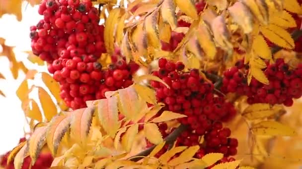 Red and yellow leaves — Stock Video