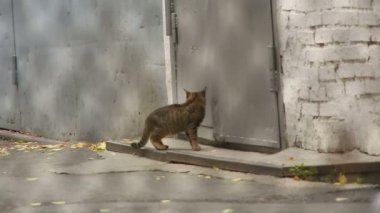 demir kafes kedi gider