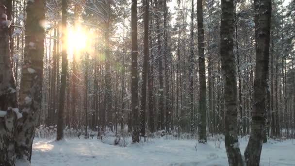 Bosque de invierno — Vídeo de stock