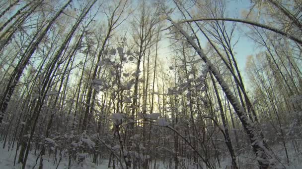 Forêt d'hiver