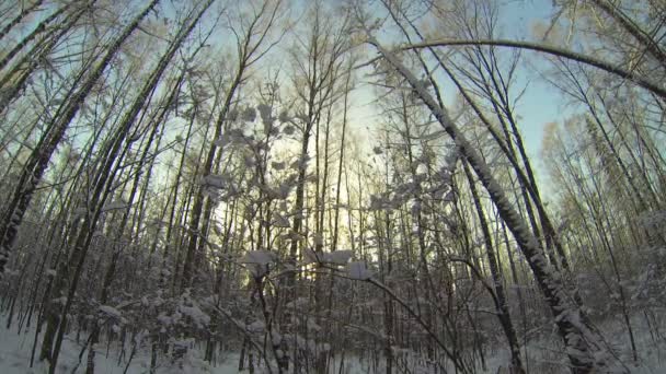 Forêt d'hiver — Video