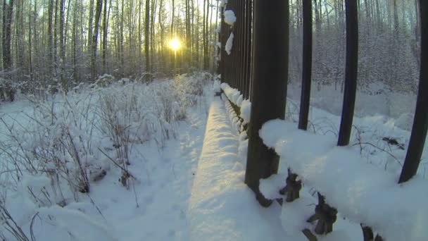 Floresta de Inverno — Vídeo de Stock