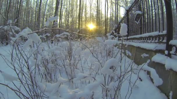 Bosque de invierno — Vídeo de stock