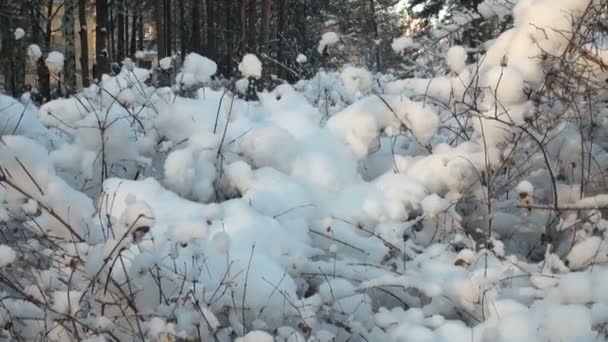 Зимний лес — стоковое видео