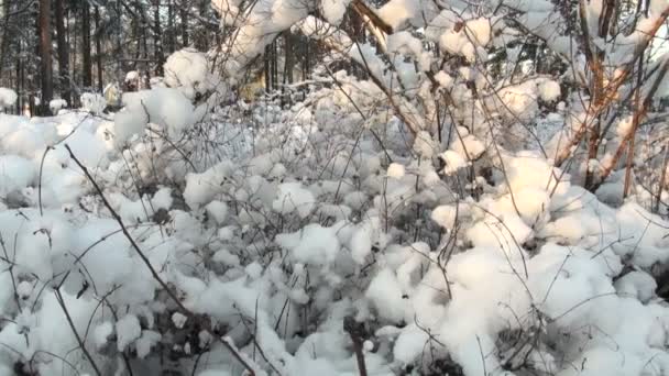 Forêt d'hiver