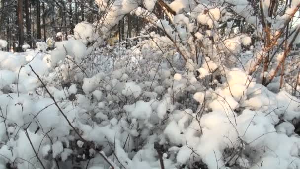 Зимний лес — стоковое видео