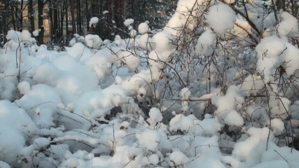 Forêt d'hiver — Video