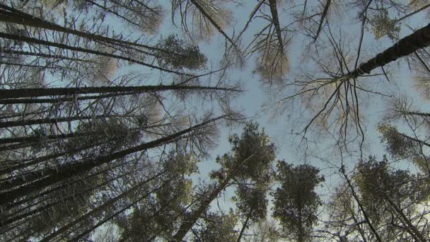 Bosque de invierno — Vídeos de Stock