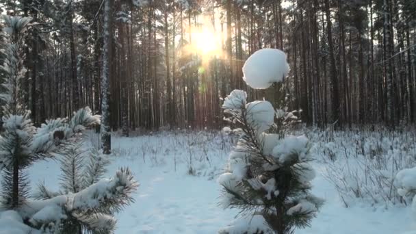 Floresta de Inverno — Vídeo de Stock