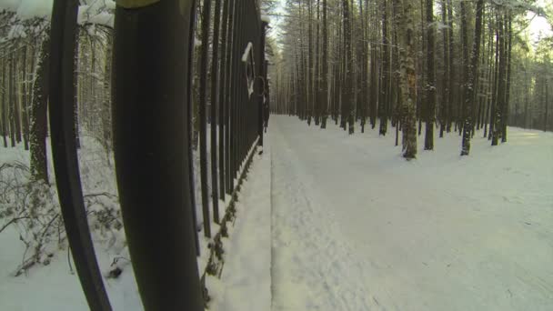 Bosque de invierno. — Vídeo de stock