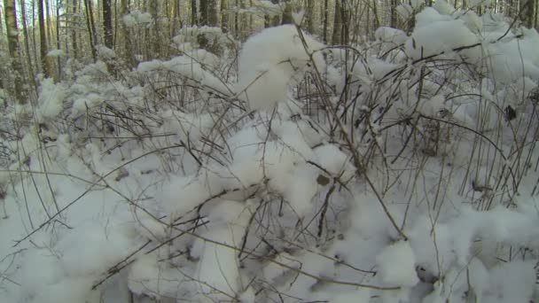 Floresta de Inverno — Vídeo de Stock