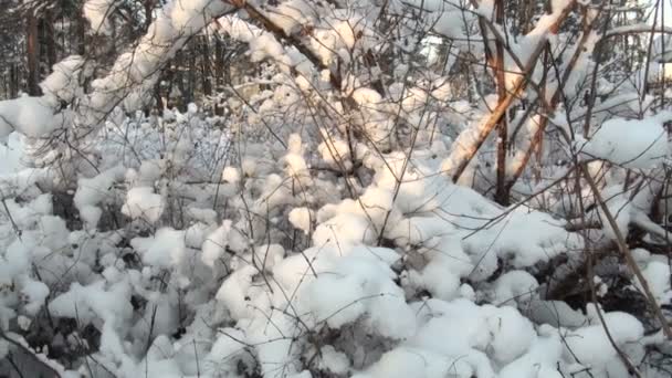 Floresta de Inverno — Vídeo de Stock