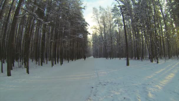 Forêt d'hiver — Video