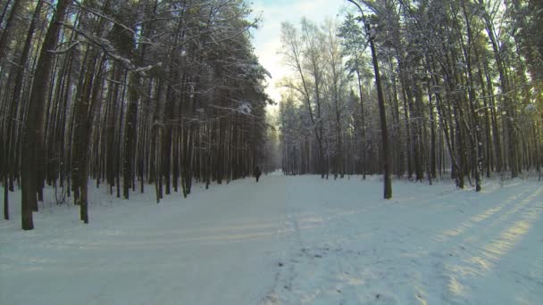 Bosque de invierno — Vídeo de stock