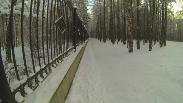 Téli erdő — Stock videók