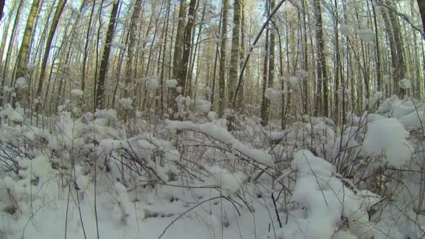 Zimní les — Stock video