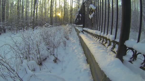 Зимний лес — стоковое видео