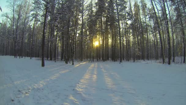 Winterwald — Stockvideo