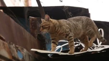 demir çöp ve tel arasında Cat
