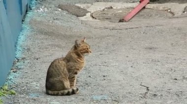 Gri kedi dışarı