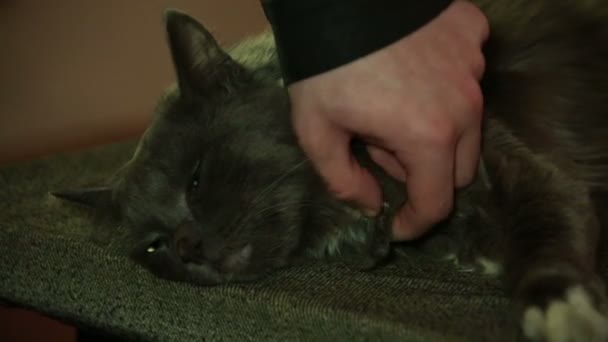 La mano del hombre acariciando al gato — Vídeo de stock
