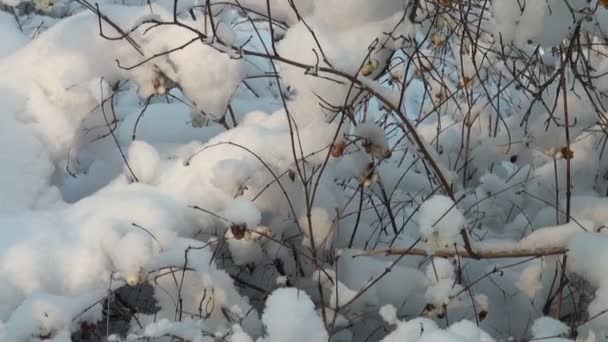 Bosque de invierno — Vídeo de stock